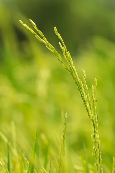 Paddy. — Foto Stock