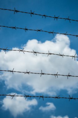 Champ de maïs à la récolte