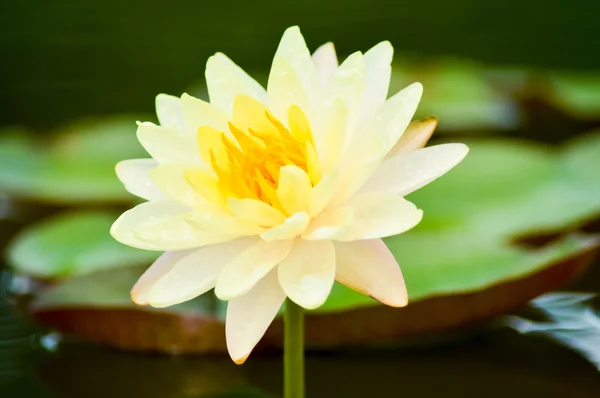 Nymphaea — Stockfoto