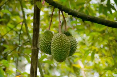 Durian