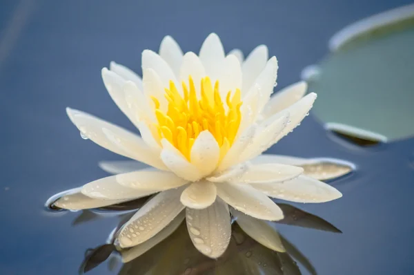 Nymphaea — Stockfoto