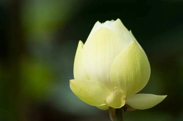 Nelumbo — Stock Photo, Image