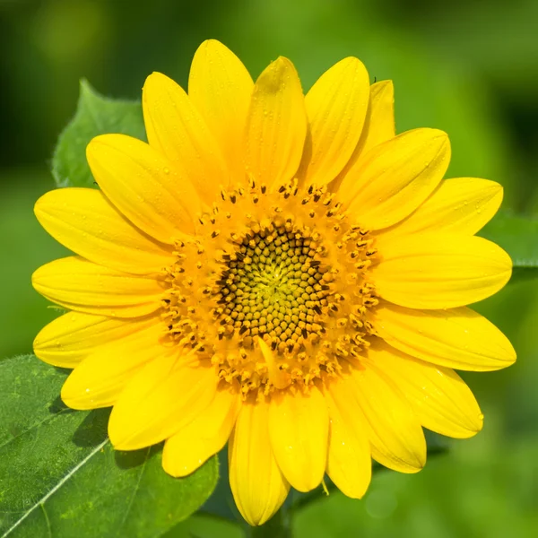 Tournesol nain — Photo