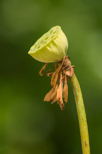 Nelumbo — Stock Photo, Image