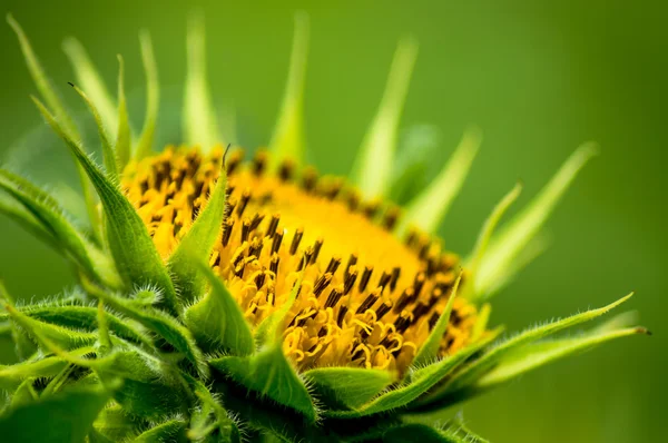 Dwarf Sunflower — Stock Photo, Image