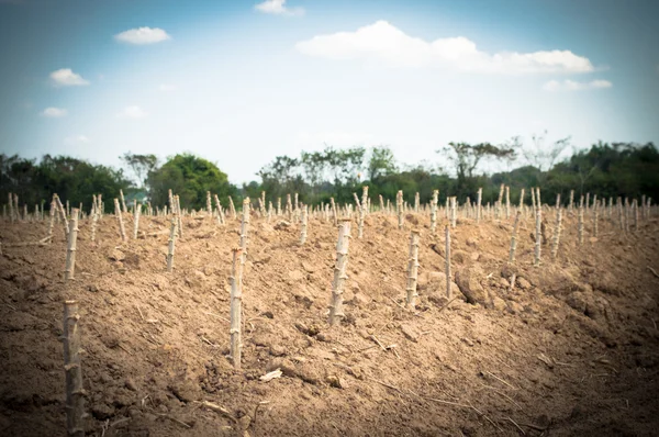 Cassasva farm — Stock Photo, Image