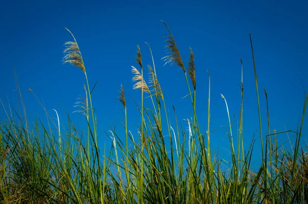 Erba tropicale — Foto Stock