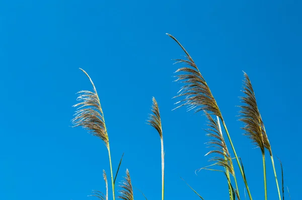 暖地型牧草 — ストック写真
