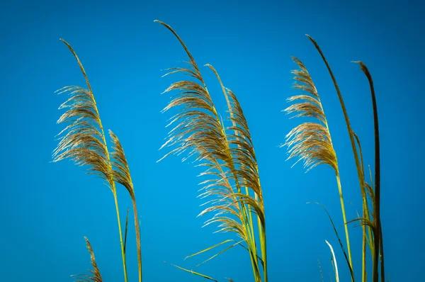 Pasto tropical —  Fotos de Stock