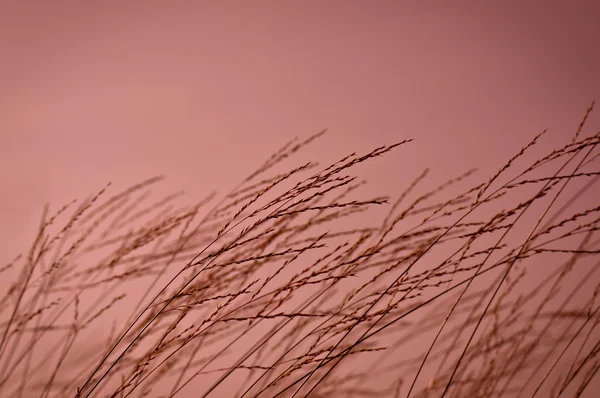 Grassland — Stock Photo, Image