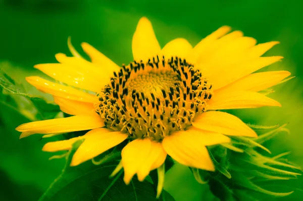 Карлик соняшника — стокове фото
