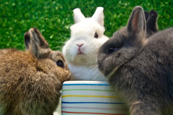 Netherland dwarf — Stock Photo, Image