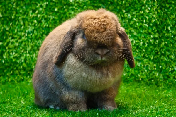 Holland lop — 图库照片