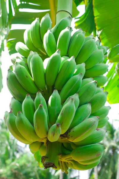Plátano cultivado — Foto de Stock