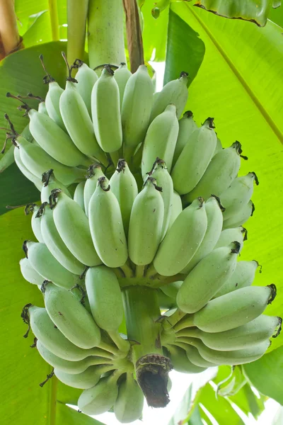 Banana cultivada — Fotografia de Stock