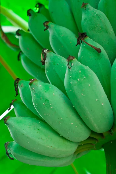 Pěstované banány — Stock fotografie