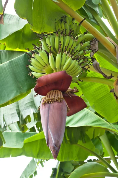 Flor de plátano — Foto de Stock