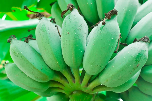 Plátano cultivado — Foto de Stock