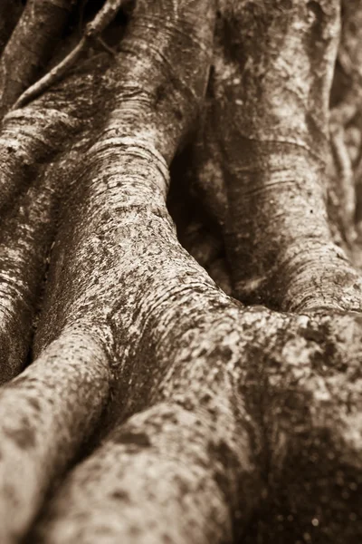 Banyan-Baumwurzel — Stockfoto