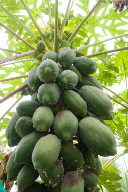 Papaya