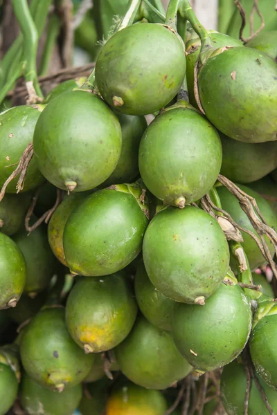 Palmera de betel — Foto de Stock