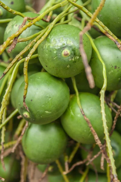 Palmera de betel — Foto de Stock