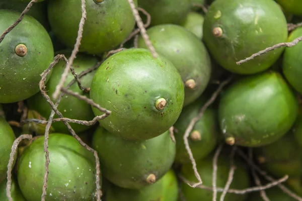 Palmera de betel — Foto de Stock