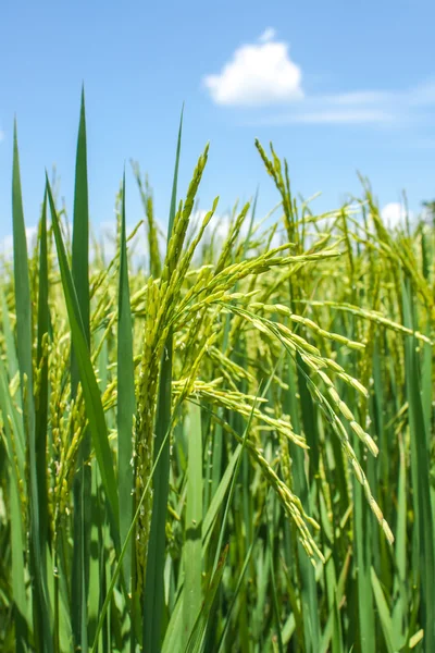 Paddy. — Foto Stock