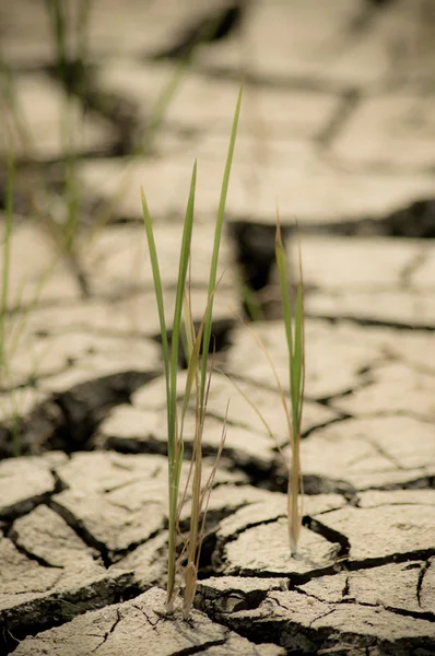 Dry weather — Stock Photo, Image