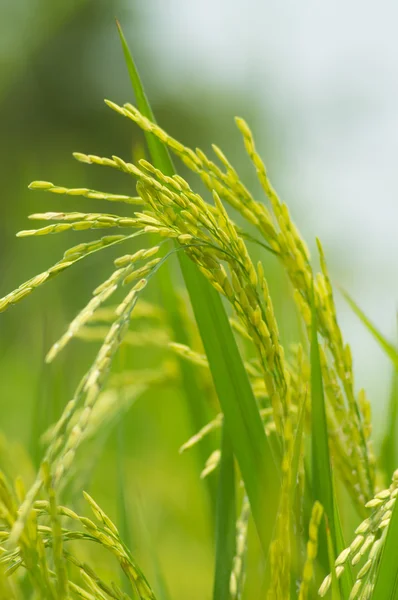 Paddy — Stock Photo, Image