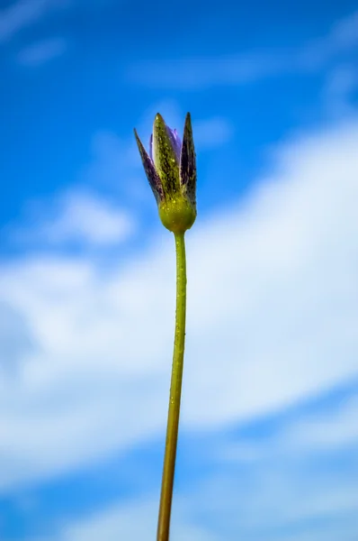 Nymphaea — Stok fotoğraf