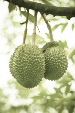 Durian