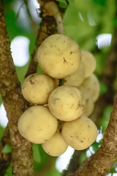 Meliaceae — Fotografia de Stock