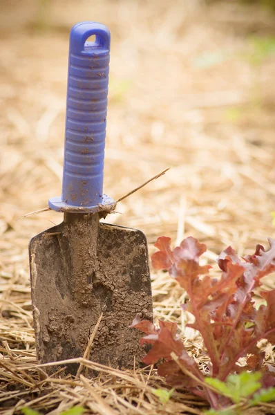 Herramientas de jardinería — Foto de Stock