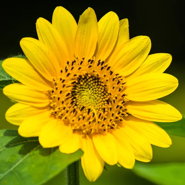 Tournesol nain — Photo