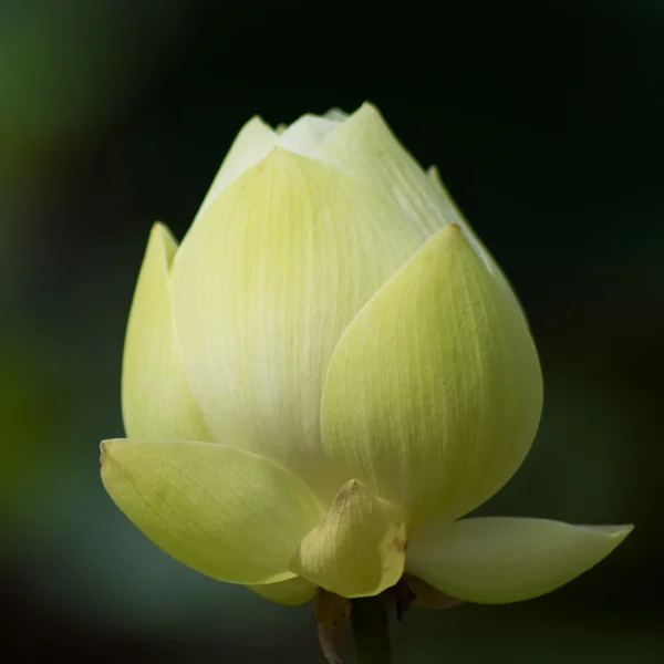 Nelumbo — Stock Photo, Image