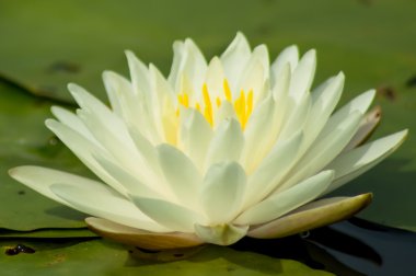 Nymphaea