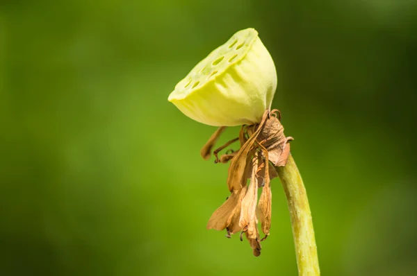 Nelumbo. — Fotografia de Stock