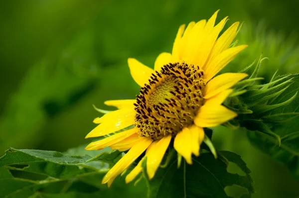 Trpasličí slunečnice — Stock fotografie
