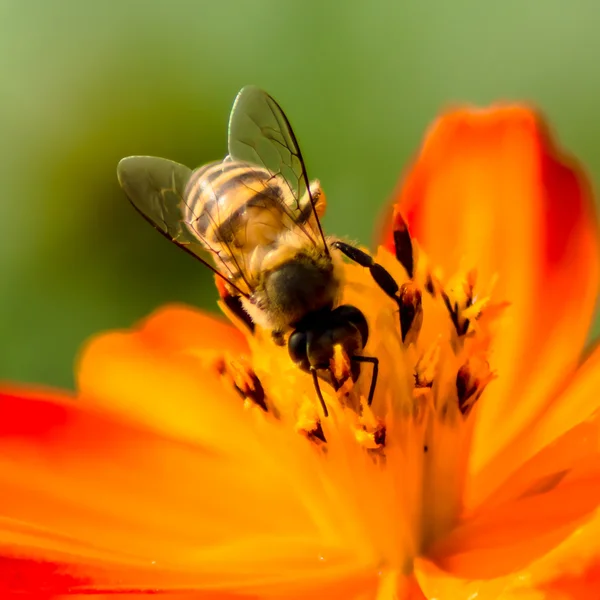 Sulfur Cosmos — Stock Photo, Image