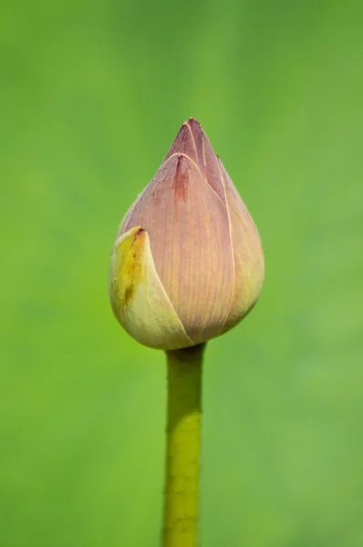 Nelumbo — Stock Photo, Image