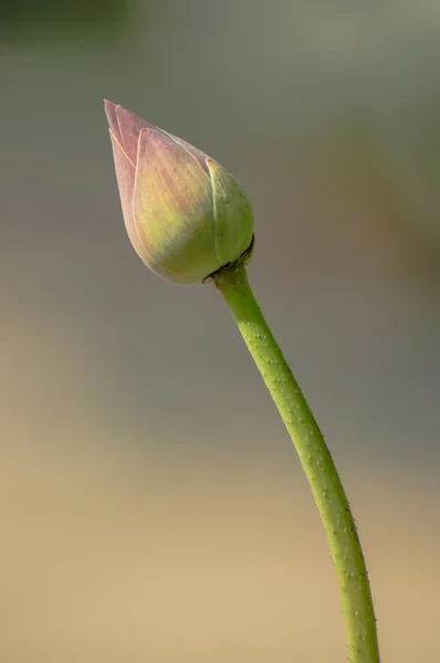 Nelumbo. — Fotografia de Stock