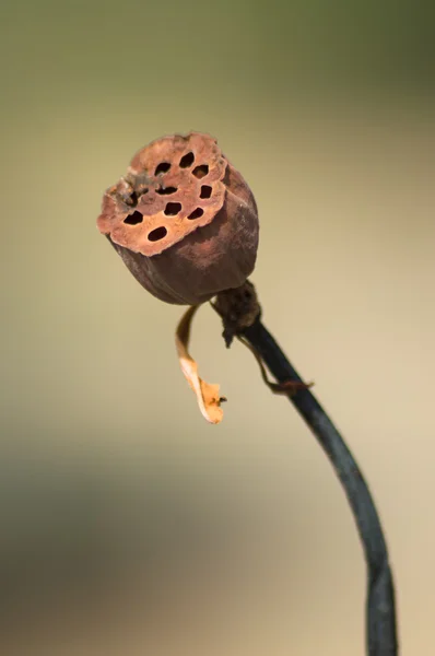 Nelumbo - Stock-foto