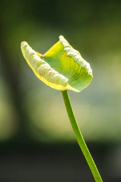 Nelumbo. — Fotografia de Stock