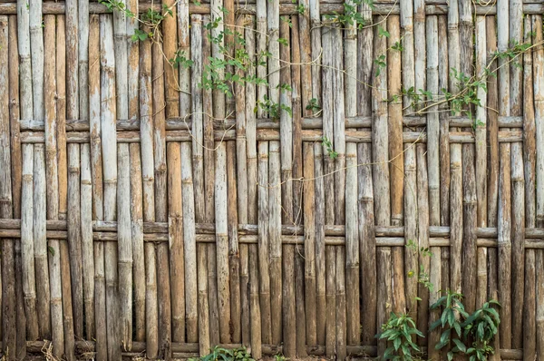 Teave de bambu — Fotografia de Stock