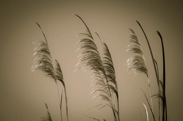 Pasto tropical — Foto de Stock