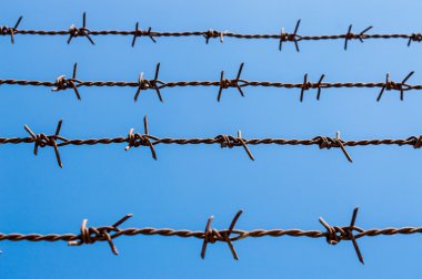 Champ de maïs à la récolte