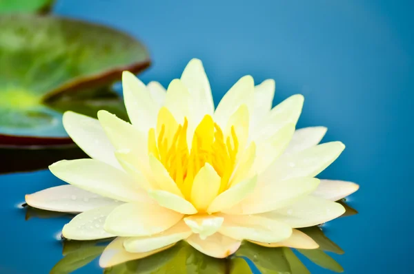 Nymphaea — Stock Photo, Image