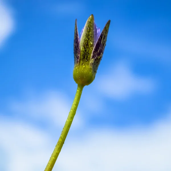 Ninféias — Fotografia de Stock