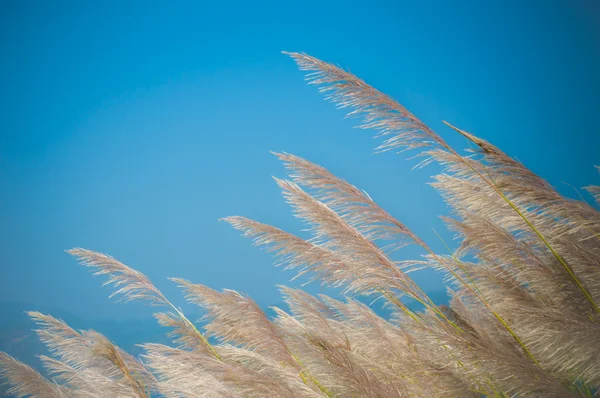 Grassland — Stock Photo, Image